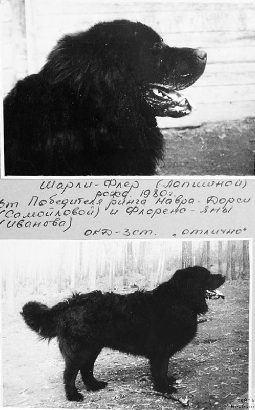 Фото: ньюфаундленд Шарли Флер