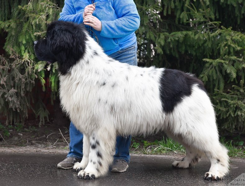 Фото: ньюфаундленд Kloofbears I Believe I Can Flay for Sent Djons