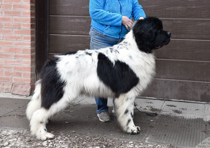 Фото: ньюфаундленд Kloofbears I Believe I Can Flay for Sent Djons