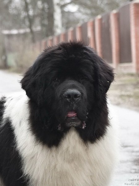 Фото: ньюфаундленд Kloofbears I Believe I Can Flay for Sent Djons