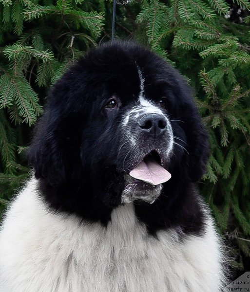 Фото: ньюфаундленд Сент Джонс Жур Де Фит (Sent Djons Zhour de Fete)