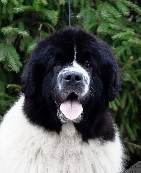 Фото: ньюфаундленд Сент Джонс Жур Де Фит (Sent Djons Zhour de Fete)