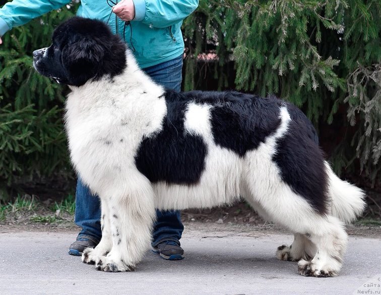 Фото: ньюфаундленд Сент Джонс Жур Де Фит (Sent Djons Zhour de Fete)
