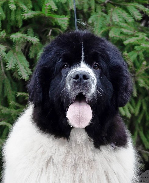 Фото: ньюфаундленд Сент Джонс Жур Де Фит (Sent Djons Zhour de Fete)