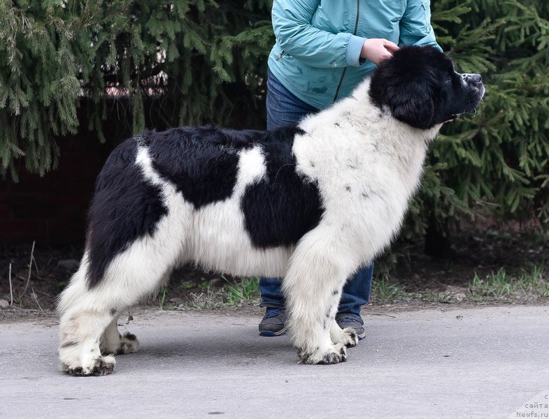 Фото: ньюфаундленд Сент Джонс Жур Де Фит (Sent Djons Zhour de Fete)