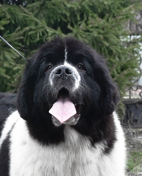 Фото: ньюфаундленд Сент Джонс Жур Де Фит (Sent Djons Zhour de Fete)