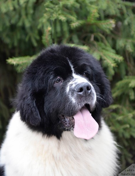 Фото: ньюфаундленд Сент Джонс Жур Де Фит (Sent Djons Zhour de Fete)