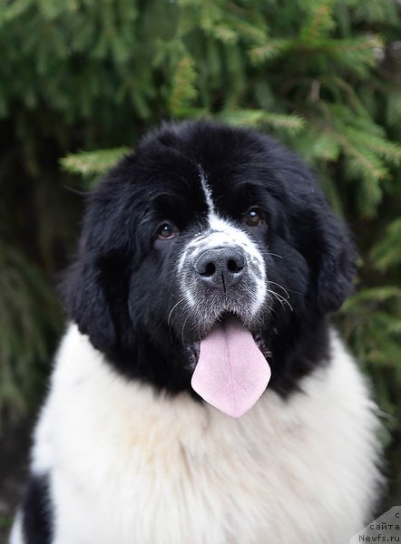 Фото: ньюфаундленд Сент Джонс Жур Де Фит (Sent Djons Zhour de Fete)