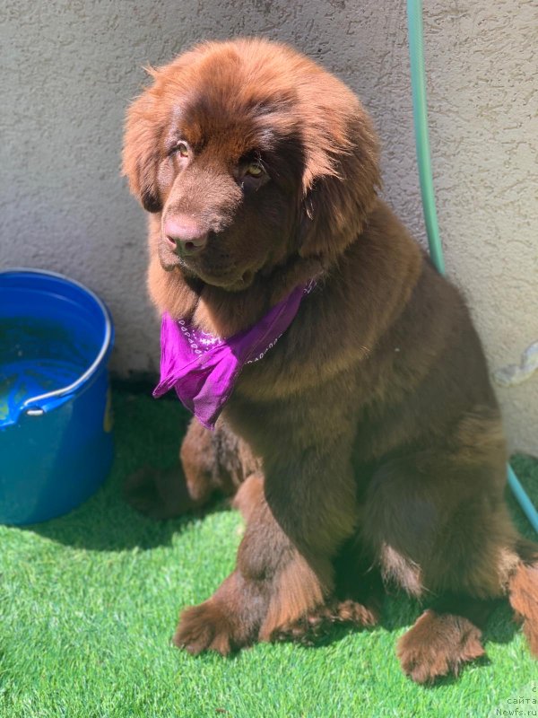 Фото: ньюфаундленд Супер Премиум Гиги