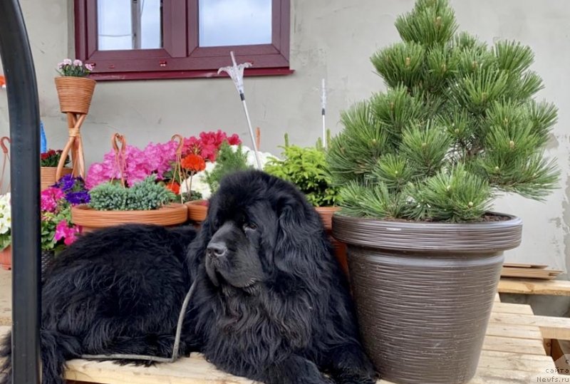 Фото: ньюфаундленд Умберто Риккардо Корраджозо Дифензоре