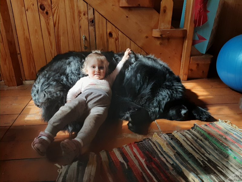 Фото: ньюфаундленд Риччи с Берега Дона (Richchi s Berega Dona)