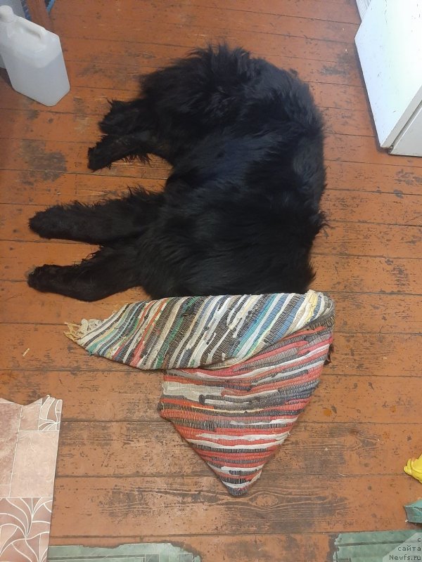 Фотография № 247184