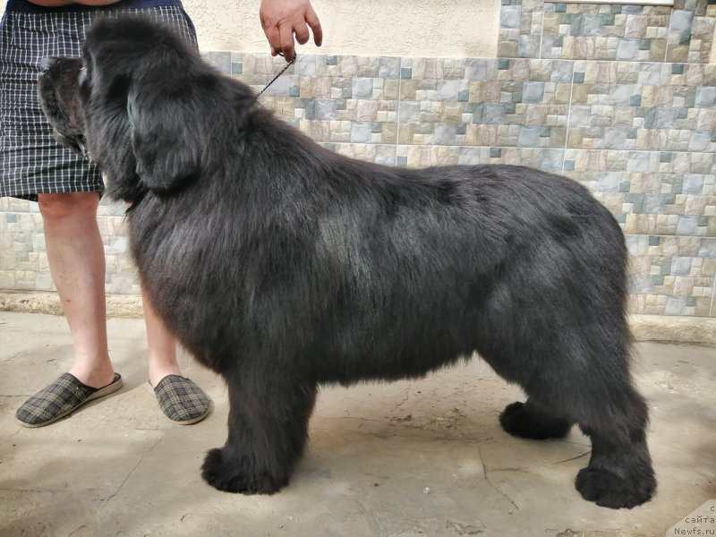 Фото: ньюфаундленд Феликс (Felix)