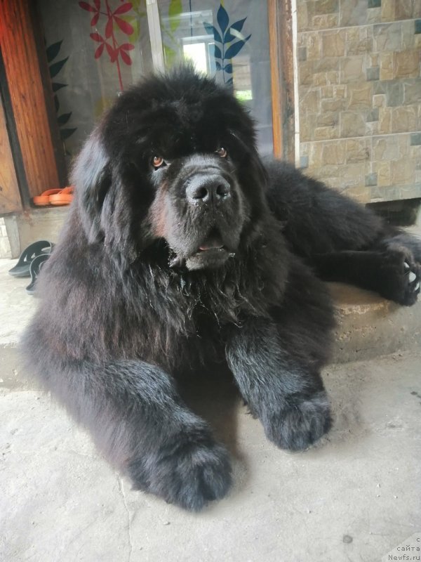 Фото: ньюфаундленд Феликс (Felix)