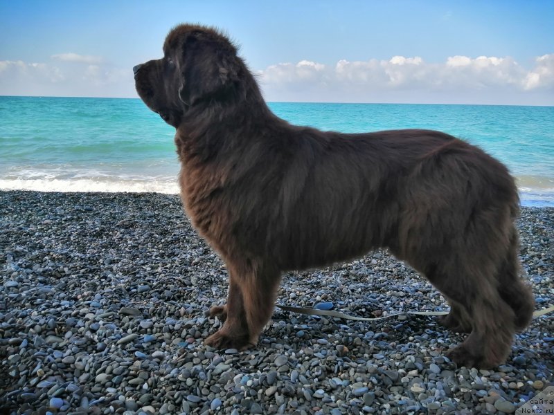 Фото: ньюфаундленд Гаврюша с Черноморского Берега