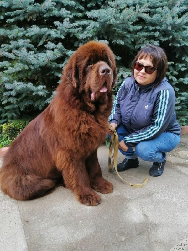 Фото: ньюфаундленд Гаврюша с Черноморского Берега