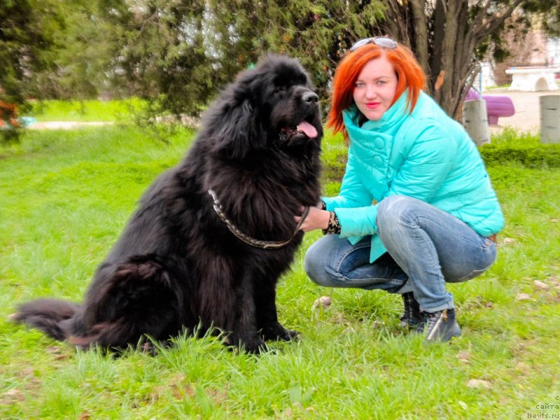 Фото: ньюфаундленд Aster iz Hizhiny Dyadi Dzheri