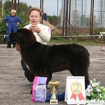 Фото: ньюфаундленд Daze Everyone Midnight Bear, Ольга Заливако