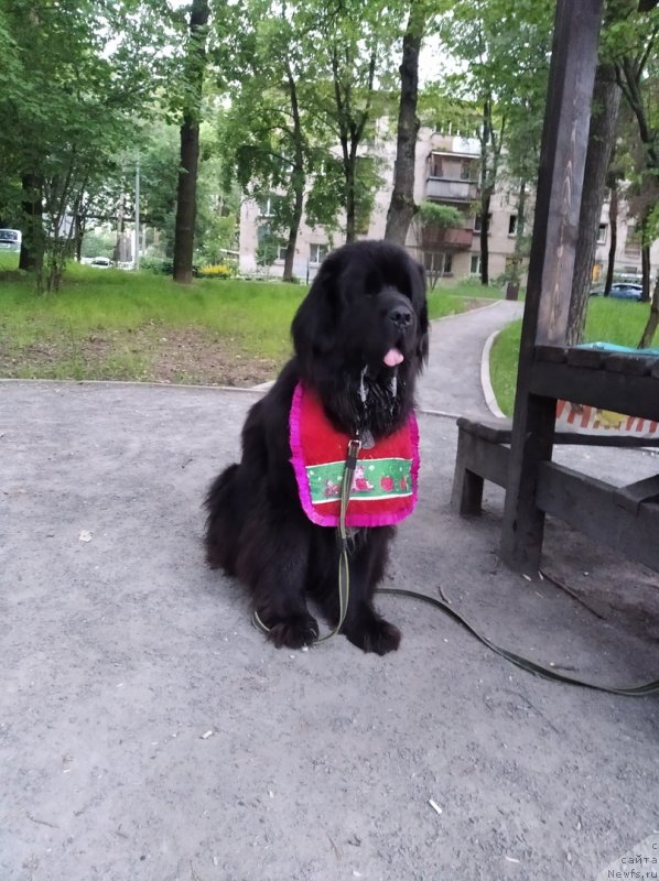 Фото: ньюфаундленд Даанич Веселый Роджер