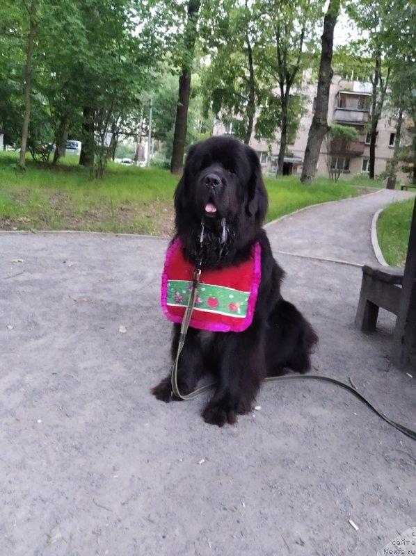 Фото: ньюфаундленд Даанич Веселый Роджер