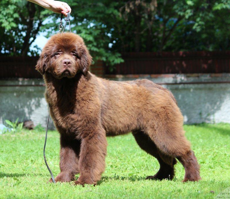 Фото: ньюфаундленд Супер Премиум Гарфилд