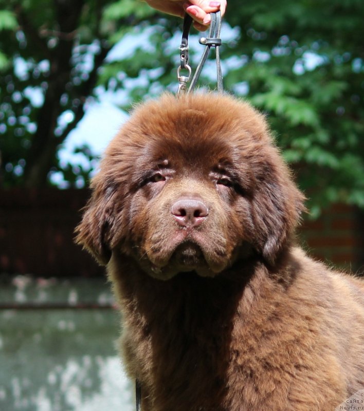 Фото: ньюфаундленд Супер Премиум Гарфилд