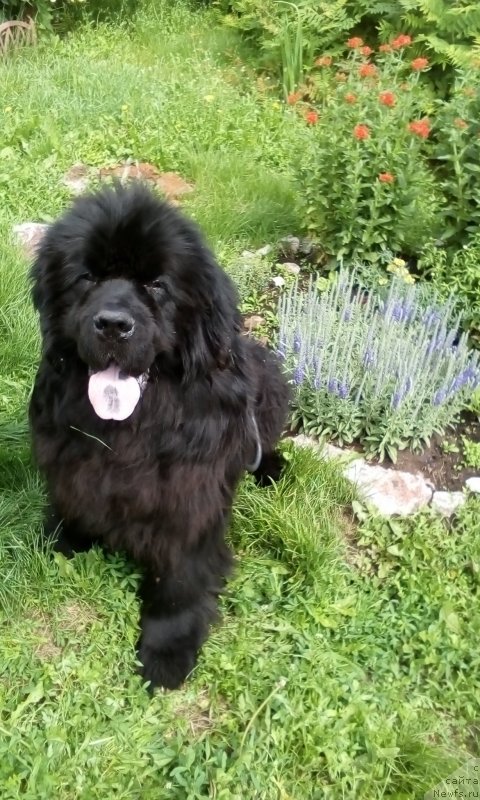 Фото: ньюфаундленд С'Нежная Вьюга Биг Рашшен Босс