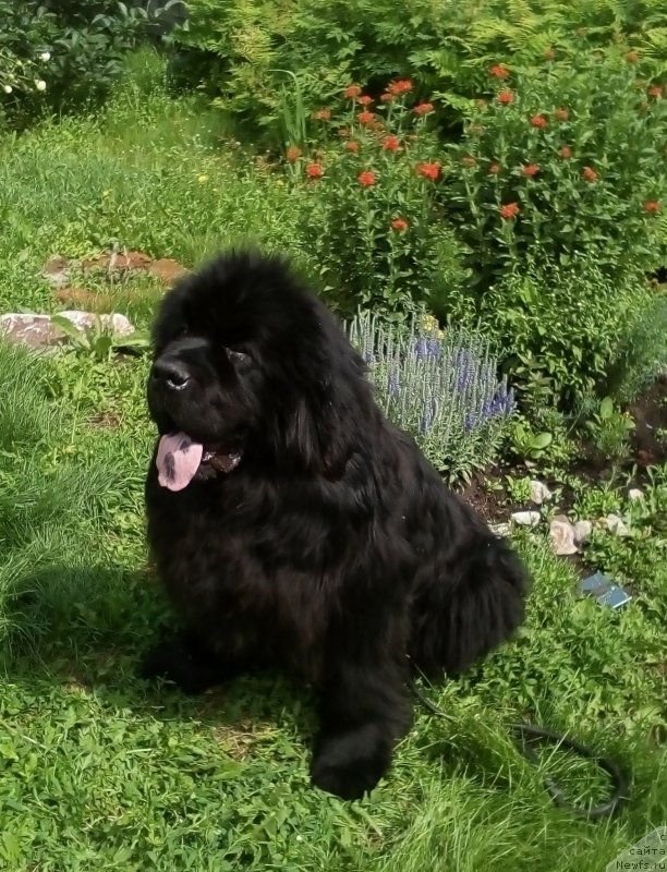 Фото: ньюфаундленд С'Нежная Вьюга Биг Рашшен Босс