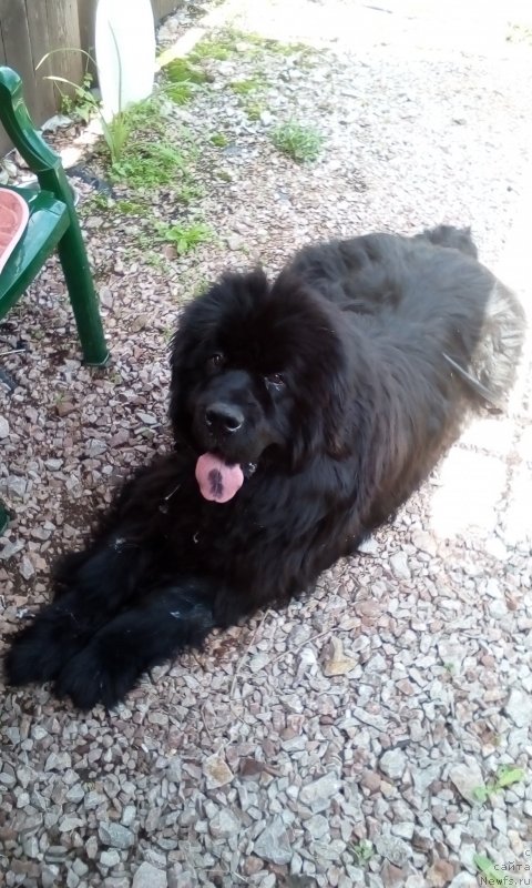 Фото: ньюфаундленд С'Нежная Вьюга Биг Рашшен Босс