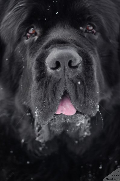 Фотография № 247211