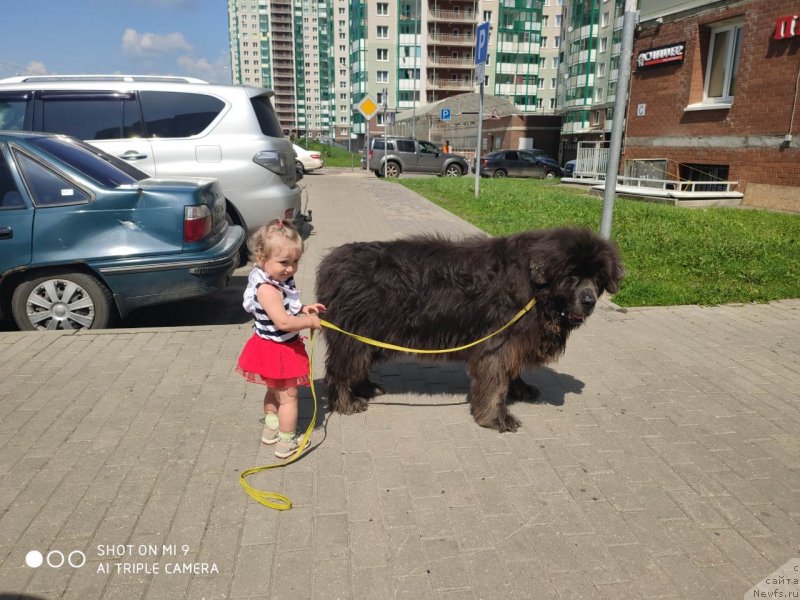 Фото: ньюфаундленд Дюрбахлер Клаб Альфаретта Виньетта