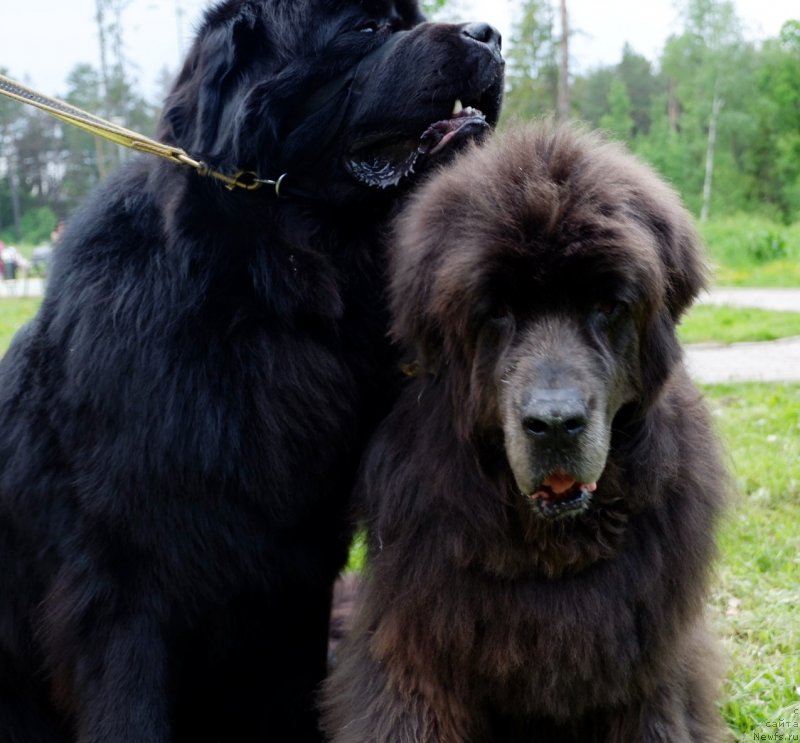 Фотография № 247213