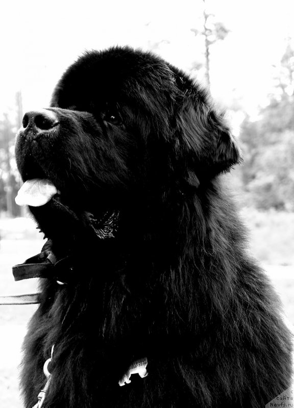 Фотография № 247218