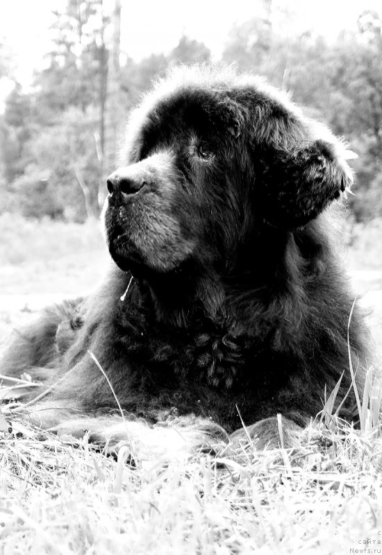 Фото: ньюфаундленд Дюрбахлер Клаб Альфаретта Виньетта