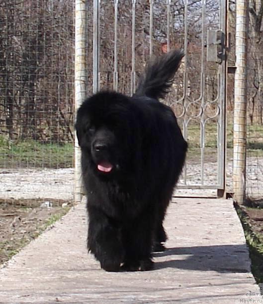 Фото: ньюфаундленд Eleganza vom Darius Land