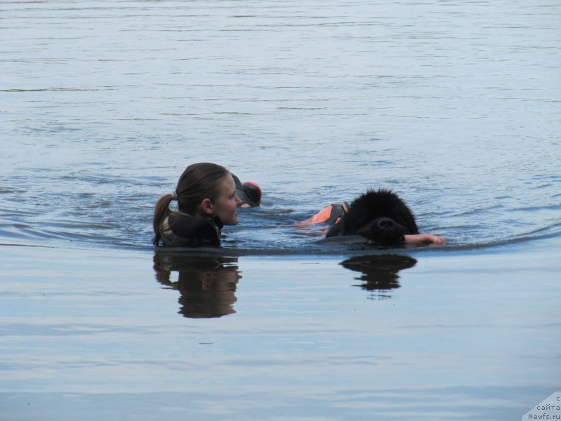 Фото: ньюфаундленд Риччи с Берега Дона (Richchi s Berega Dona), Анастасия Киреева