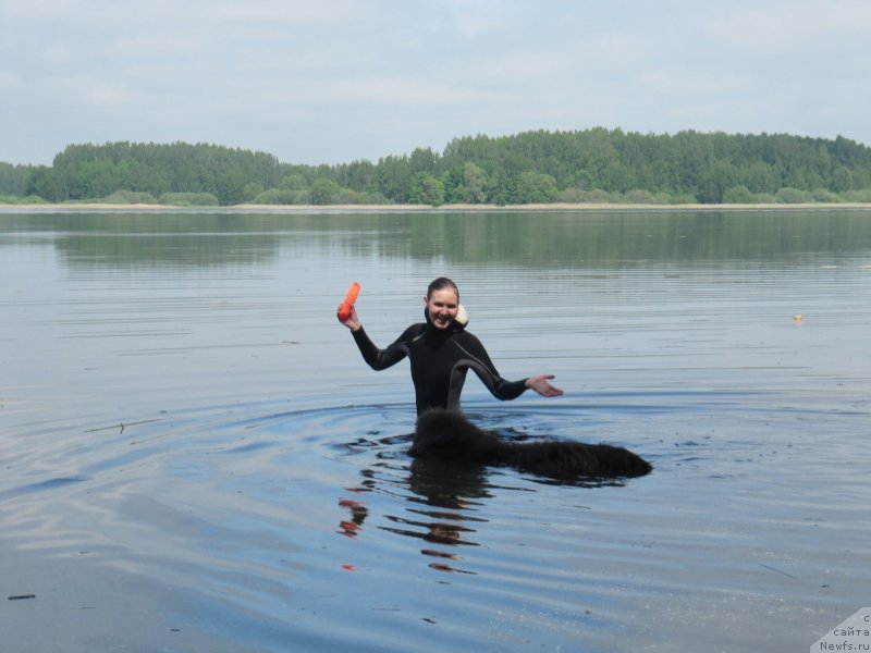 Фото: ньюфаундленд Дюрбахлер Клаб Альфаретта Виньетта, Анастасия Киреева