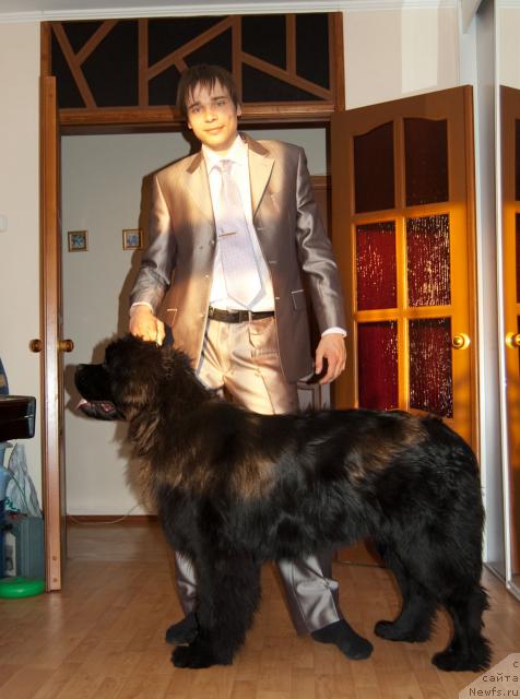 Фото: ньюфаундленд Супер Премиум Вашингтон, Максим Канунников