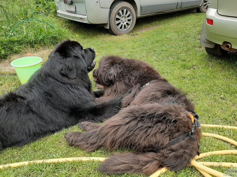 Фотография № 247242