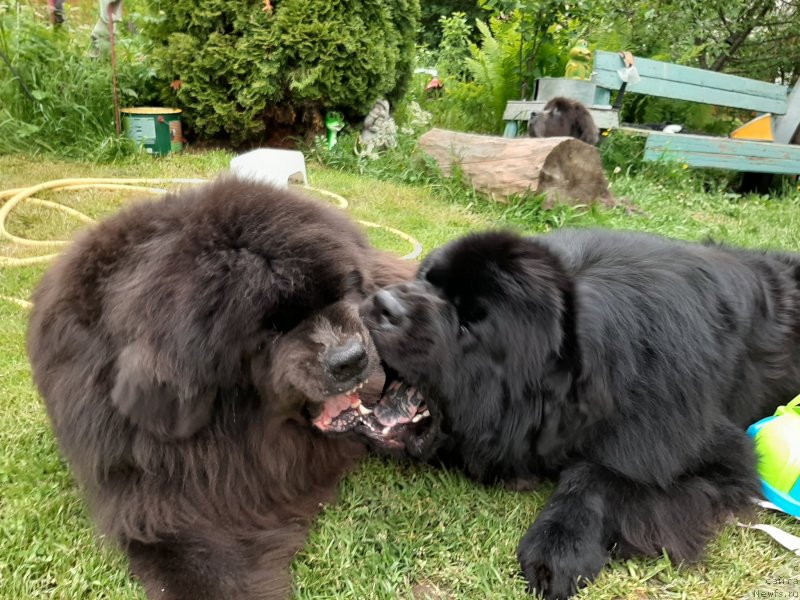 Фотография № 247248