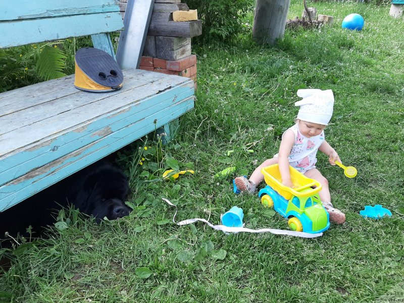 Фото: ньюфаундленд Риччи с Берега Дона (Richchi s Berega Dona)