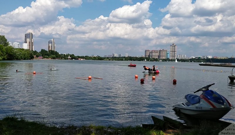 Фото: ньюфаундленд Черный Чанк с Берега Дона (Chernyj Chank s Berega Dona)