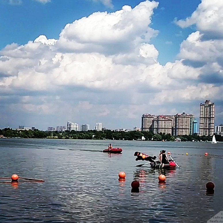 Фото: ньюфаундленд Черный Чанк с Берега Дона (Chernyj Chank s Berega Dona)