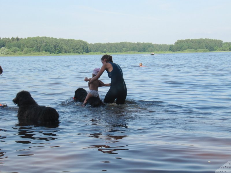 Фото: ньюфаундленд Риччи с Берега Дона (Richchi s Berega Dona), Анастасия Киреева