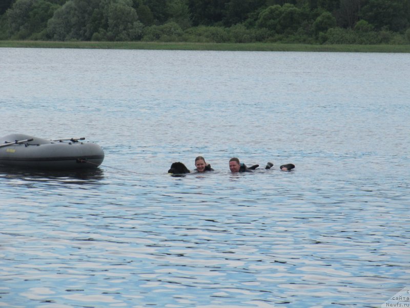 Фото: ньюфаундленд Риччи с Берега Дона (Richchi s Berega Dona), Анна Петрушкина, Анастасия Киреева