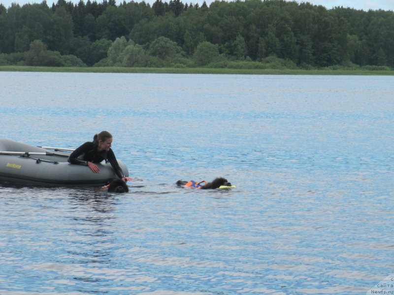 Фото: Анастасия Киреева, ньюфаундленд Риччи с Берега Дона (Richchi s Berega Dona), ньюфаундленд Дюрбахлер Клаб Альфаретта Виньетта