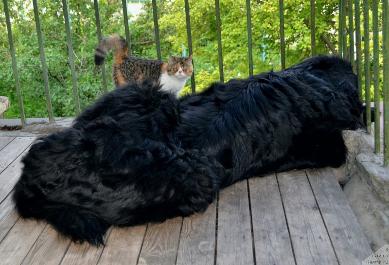 Фотография № 247302