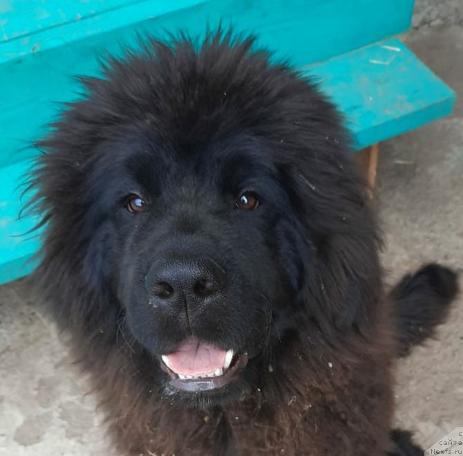 Фотография № 247304