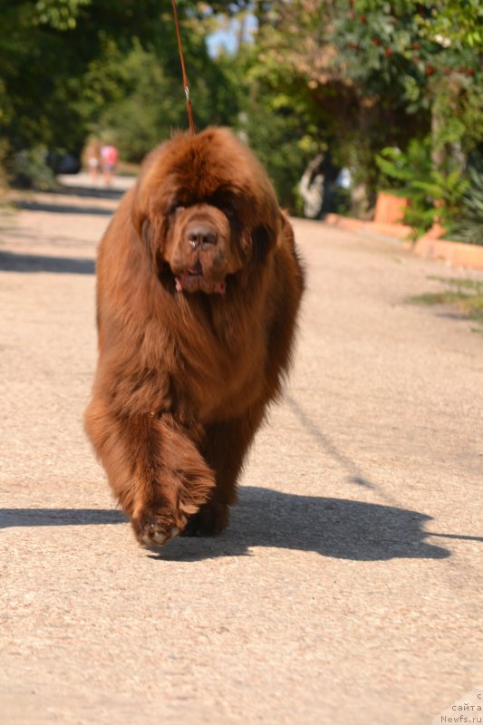 Фото: ньюфаундленд Гаврюша с Черноморского Берега