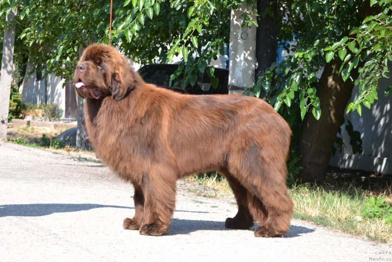 Фото: ньюфаундленд Гаврюша с Черноморского Берега